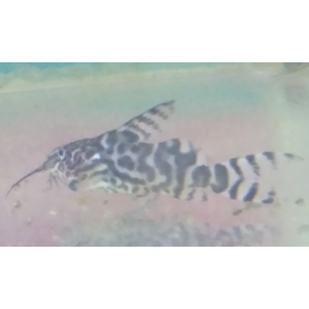 Synodontis - Ikan Hias Air Tawar