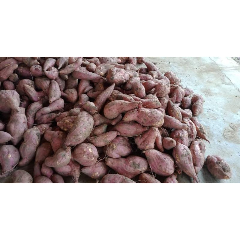 

Ubi ungu/ ubi-ubian 1kg/1000gram