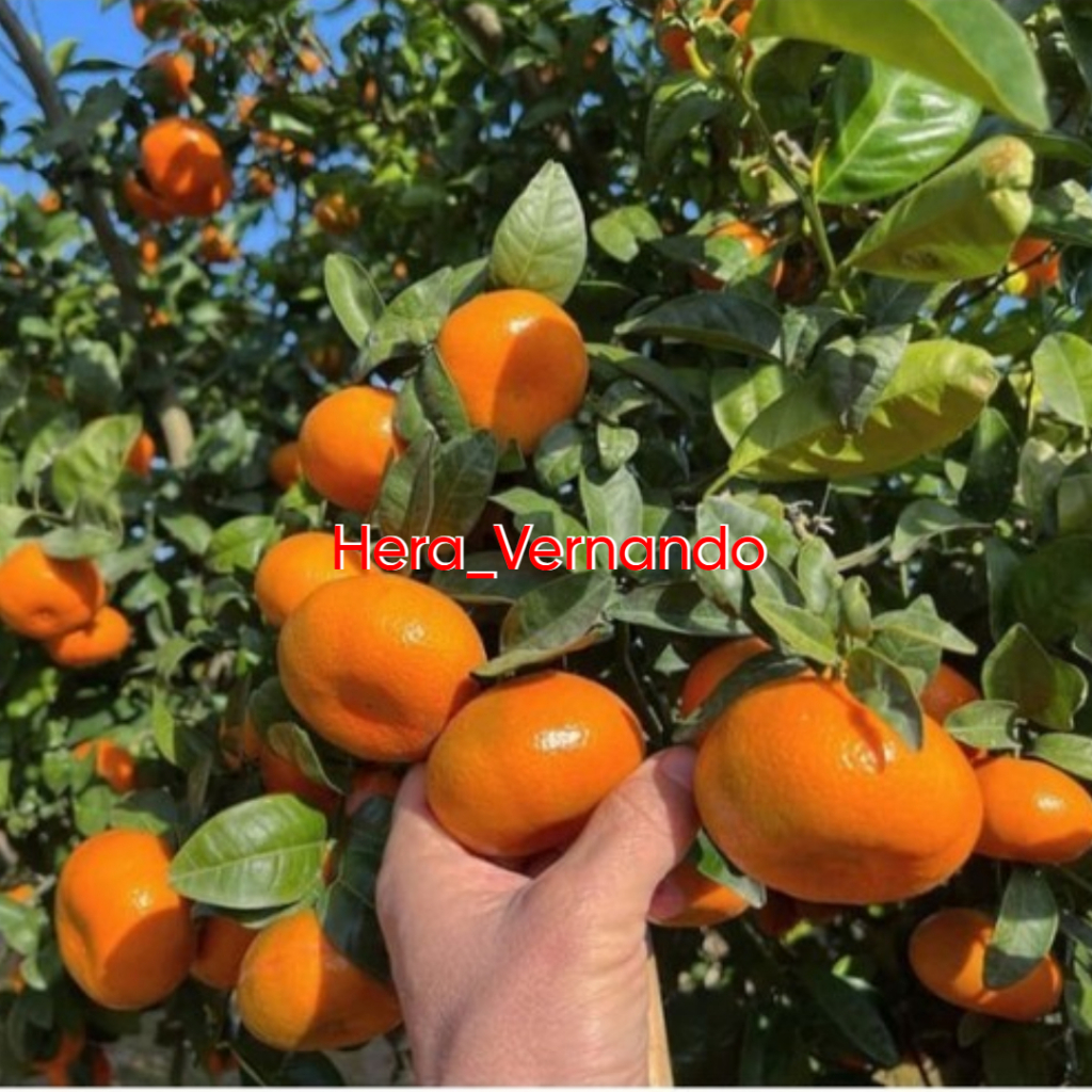 

Bibit Jeruk Mandarin Sudah Berbuah Super Manis