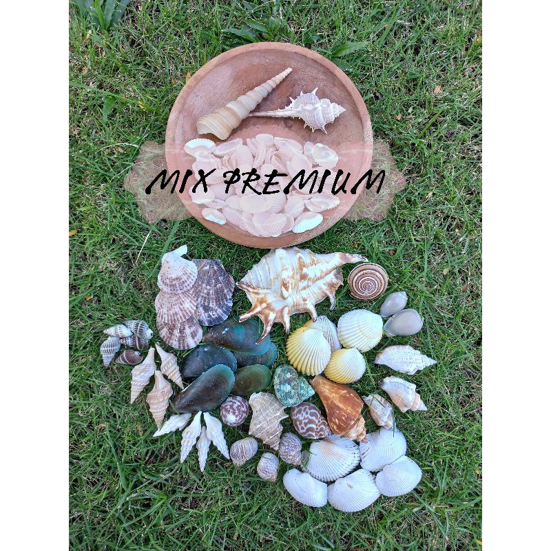 ( PAKET MIX PREMIUM ) cangkang Kerang / cangkang Kerang untuk prakarya / cangkang kerang untuk keraj