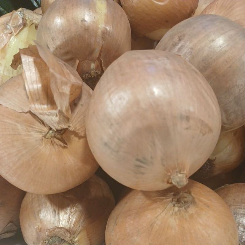 

Bawang bombay 1 kg PROMO