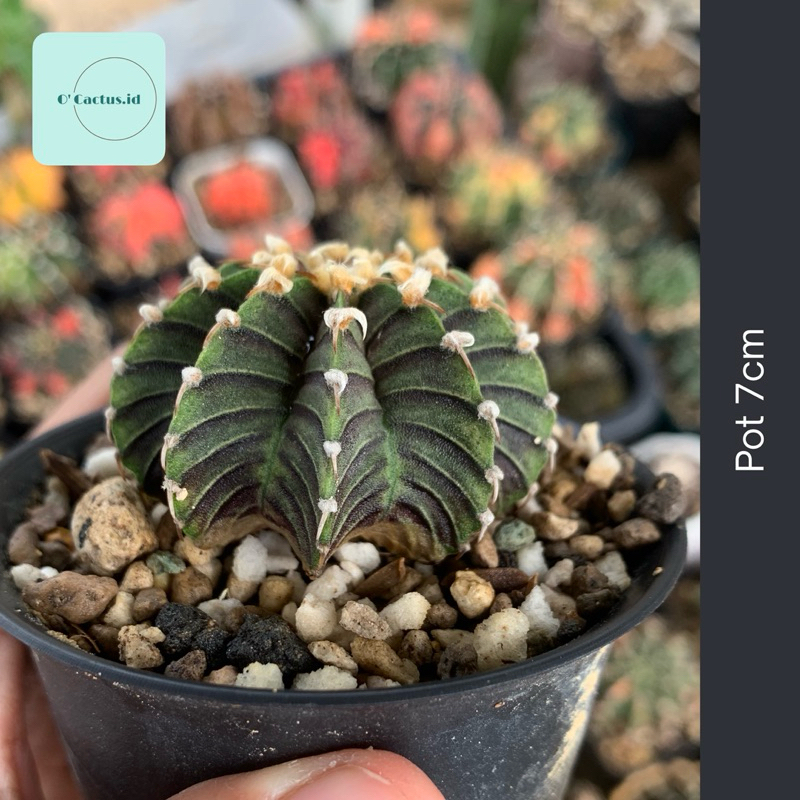 Gymnocalycium LB x Vos 014a kaktus gymno rare black skin original ori kaktus tanaman hias langka ind