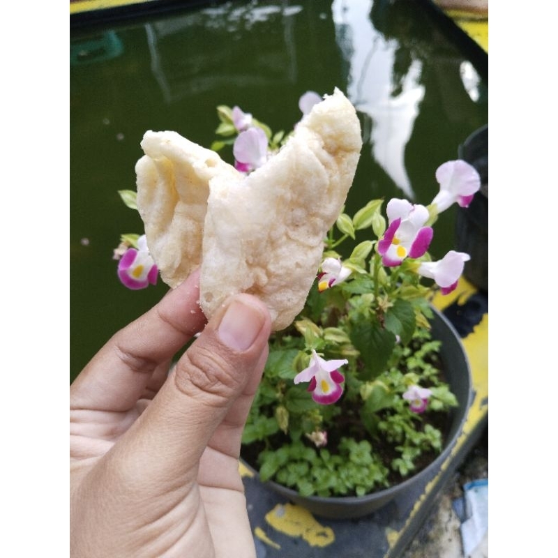 

patahan cuanki lidah 1ball