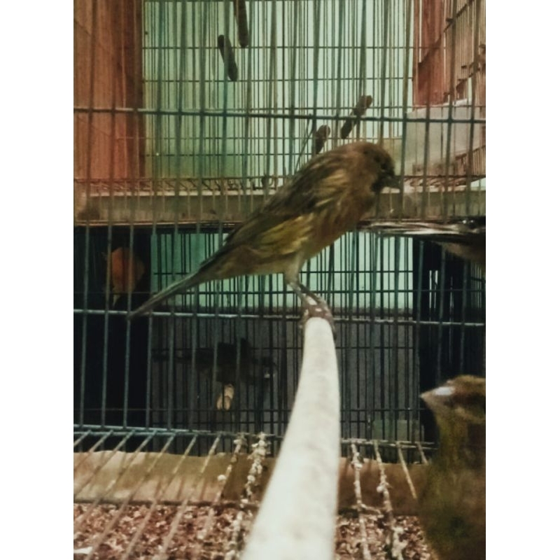 burung kenari F1ys betina siapan