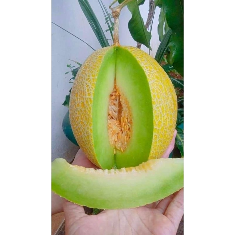 

Melon Premium Inthanon Hidroponik | Promo Buah Jambi | juraganbuahjambi