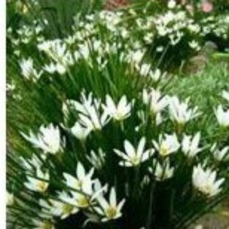 Paket 10 murah tanaman lili hujan lily kucai pohon lily hujan