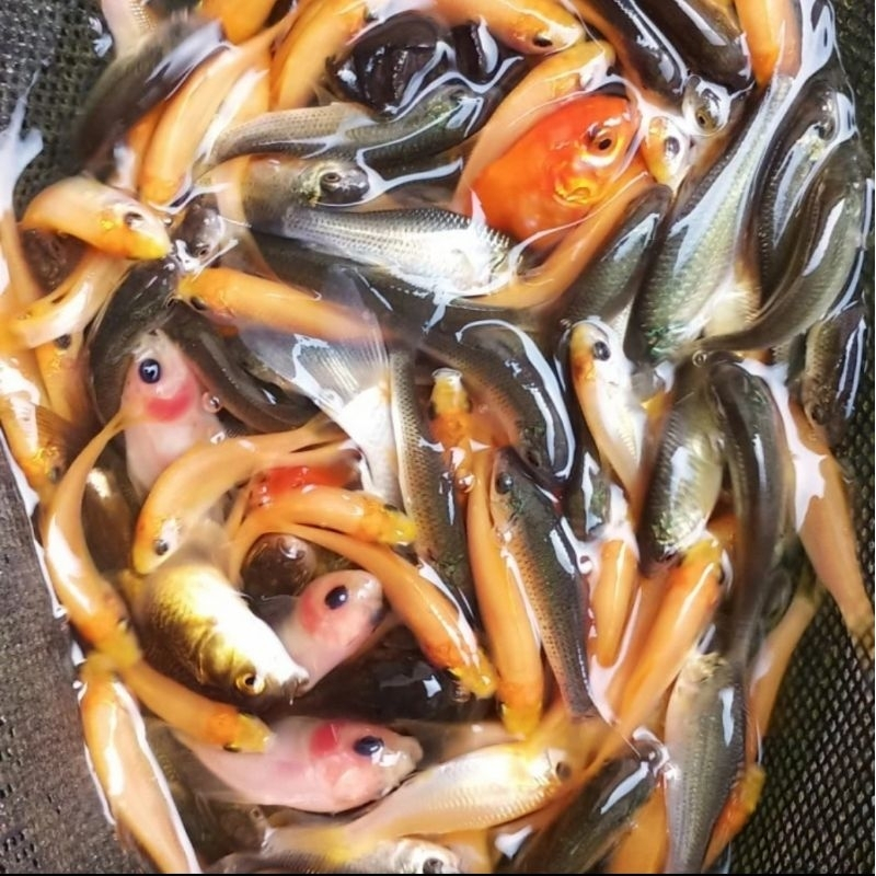 Ikan Terapi Kaki Ikan Hias Nilem Lemon Ikan Garra Ruffa