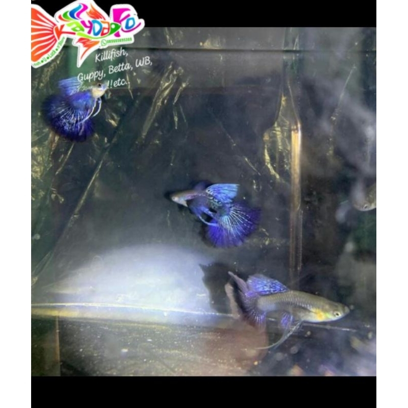 mainanAquarium GuppyPurpleDragonRibbon_kaydako