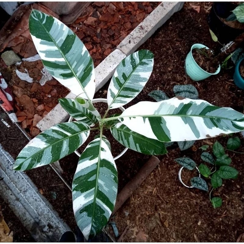 Pisang varigata/ musae varigata | tanaman hias dekorasi ruangan