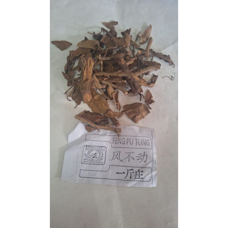 

300 g gr gram Herbal Feng Bu Dong 風不動 Dischidia Formosana