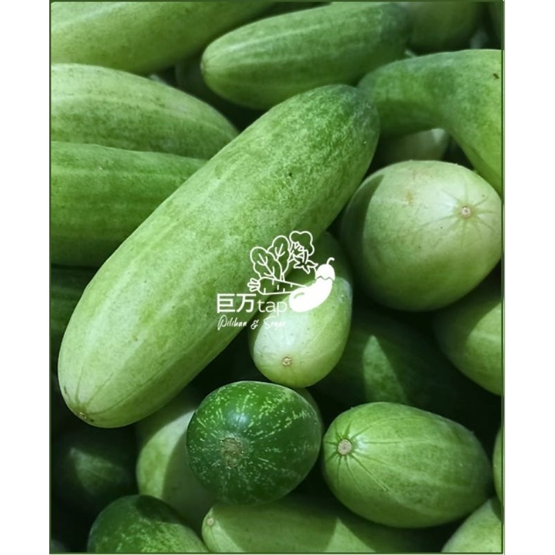 

TIMUN SEGAR DAN HEMAT KYOMANTAP 250 GRAM - 500 GRAM