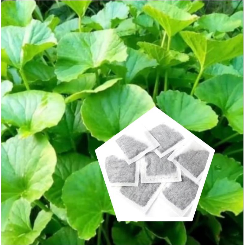 

Teh Celup Daun Pegagan