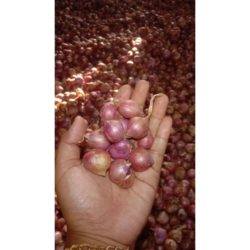 

Bawang merah probolinggo super 22.000/kg kualitas terbaik