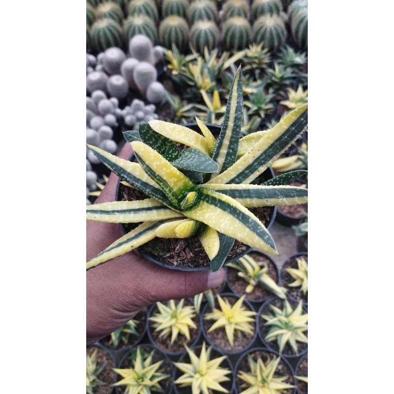 gasteria batesiana variegata