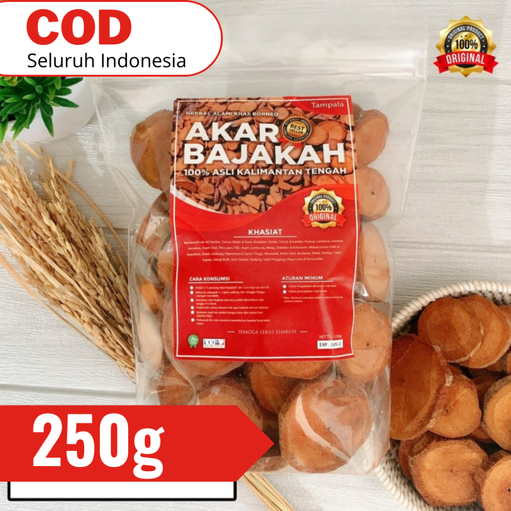 

TAMPALA MERAH ORIGINAL KALIMANTAN