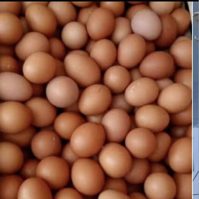 

TELUR PER KG TELUR AYAM NEGRI FRESH BERKUALITAS