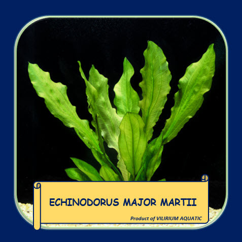 TANAMAN AQUASCAPE - ECHINODORUS MAJOR MARTII (MEDIA WABIKUSA)