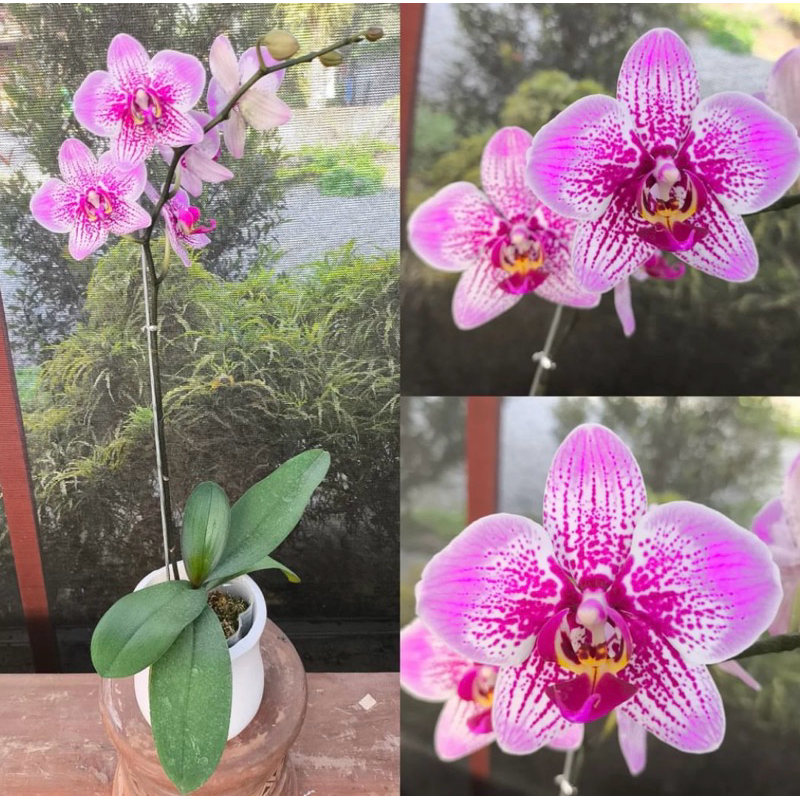 anggrek bulan bunga ungu