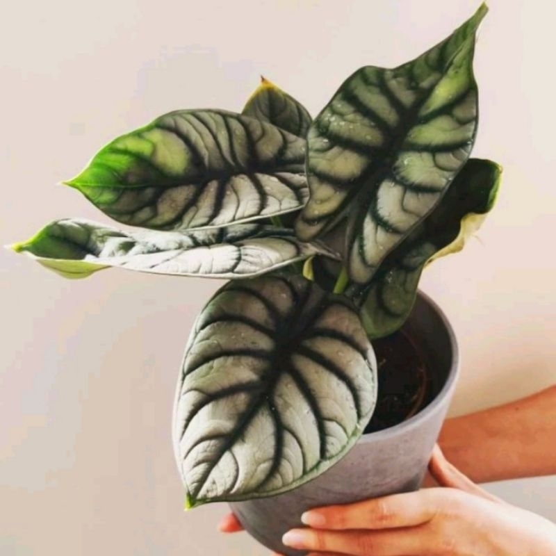 Tanaman Hias Alocasia Dragon Silver / Keladi Tengkorak/ Syngonium murah/ Tanaman hias mini/ Bunga hi