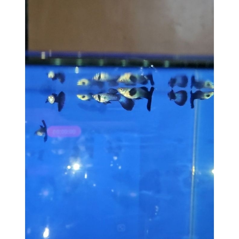 Ikan Guppy Blue Diamond per Pasang (1 Jantan, 1 Betina)