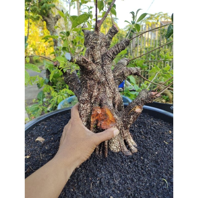 bonsai kimeng prospek