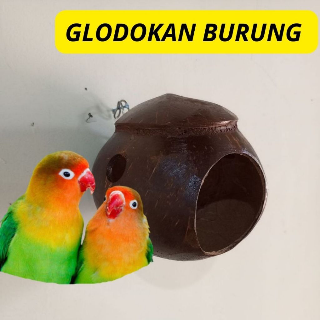 Murah Glodok burung - glodok burung murai