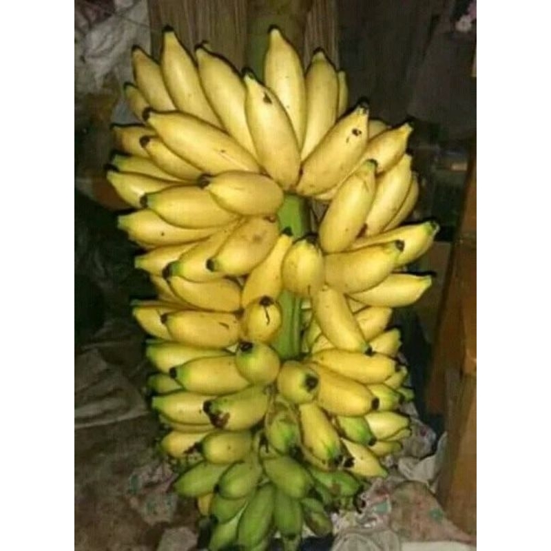 

1Kg Pisang Uli / Pisang Muli / Cau Muli / Manis Segar berkualitas Tinggi