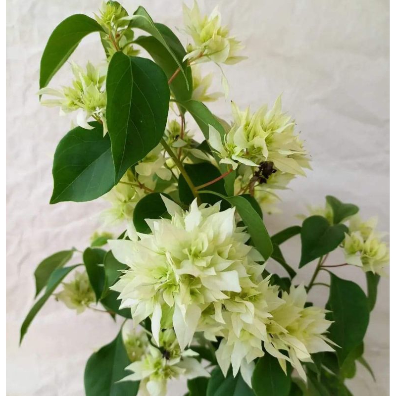 Bugenvil Dahnial Whaite / Hawai Putih / Bunga gimbal putih