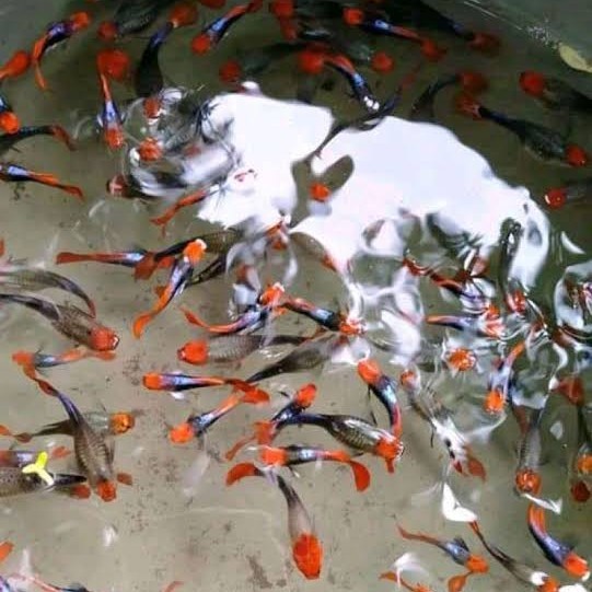 ikan guppy toxedo koi-ikan hias-ikan hias air tawar-ikan aquascape