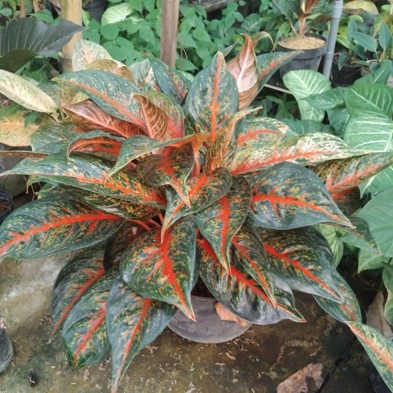 aglo hot lady/ aglonema hot lady