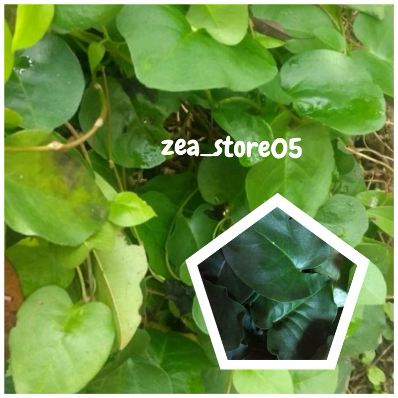 

promo daun binahong hijau segar 200gram