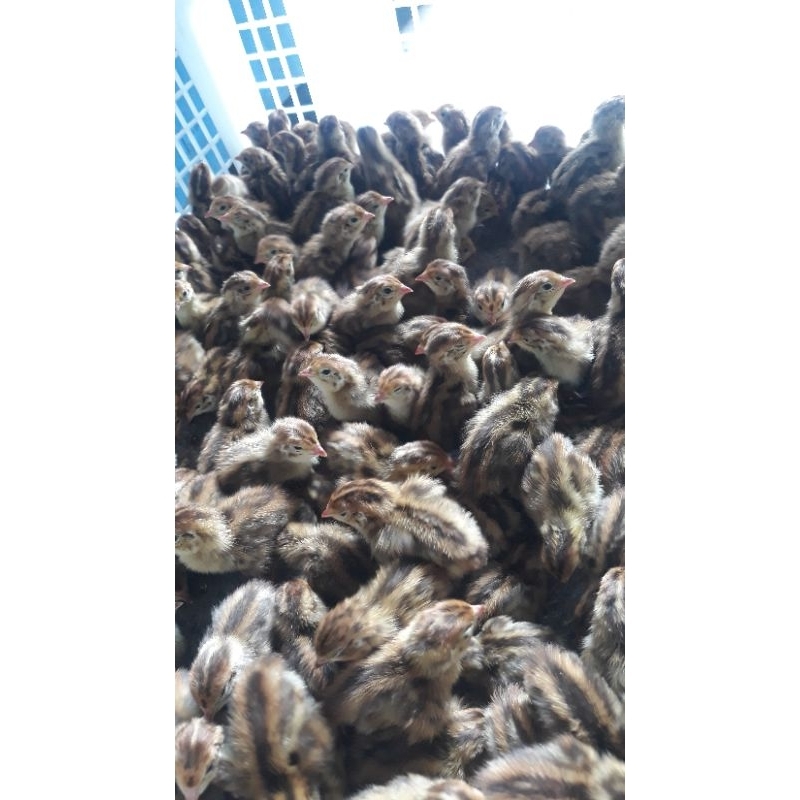 DOQ Puyuh Pakan Lele Indukan Frozen//Pakan Burung Elang