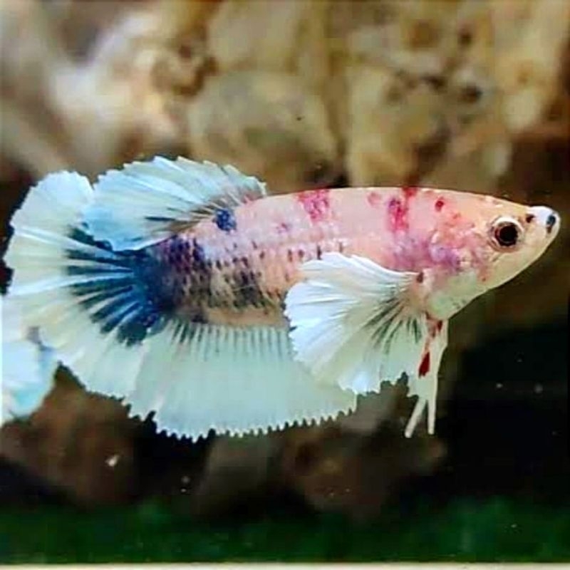 Plakat Dumbo Ear Fancy Hiasan Kamar Male/Female