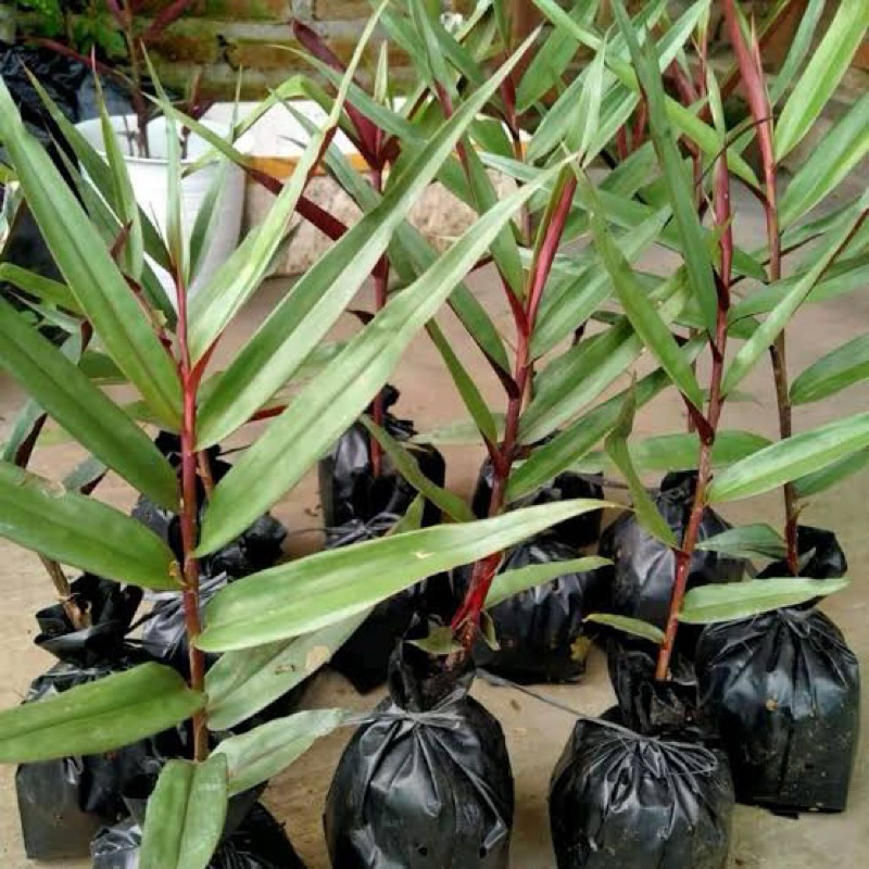 Bibit Tanaman Jahe Hitam/Jahe Wulung