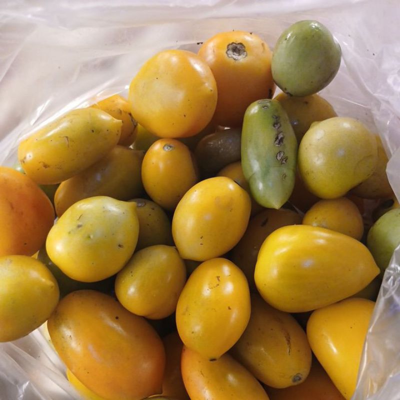 

tomat ijo kuning2 campur jatohan 500grm