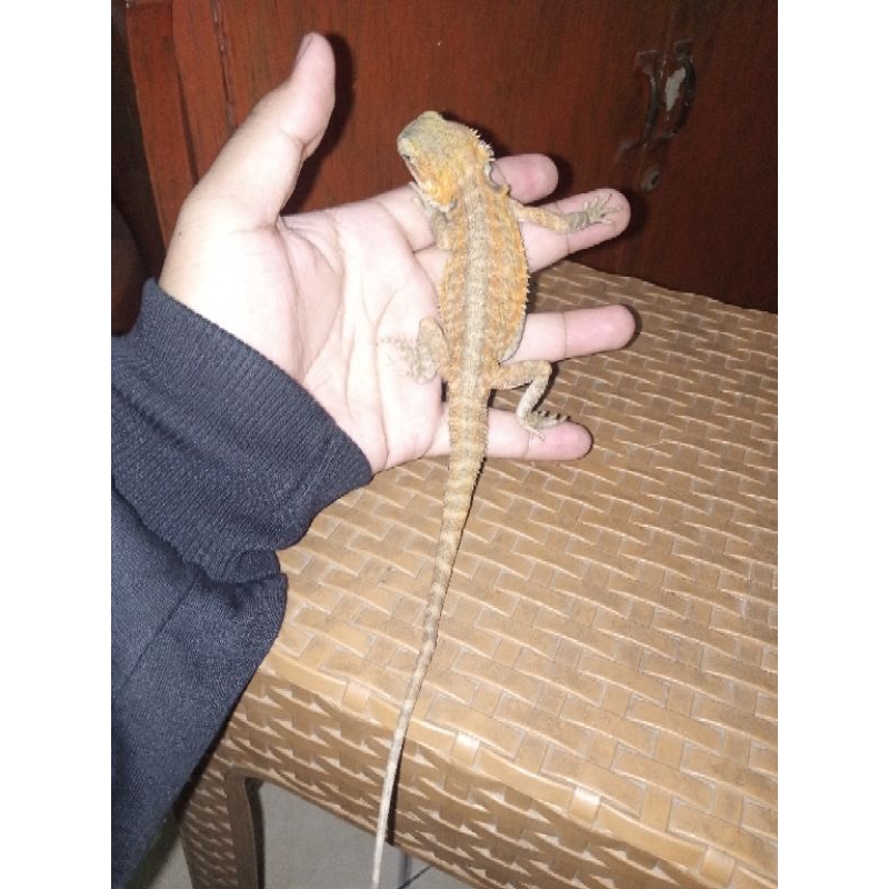 Bearded Dragon