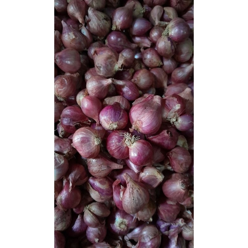 

Bawang Merah Lokal Harga Untuk 1KG