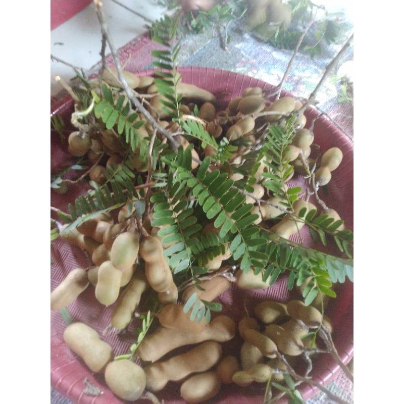 

Asam jawa muda 250g
