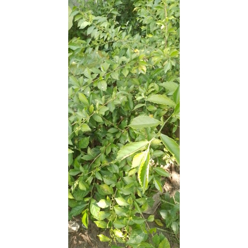 

Daun Teh Tehan/tehtehan | 200gr | Medan | Organik | Pesan Langsung Diambil | Non Pestisida