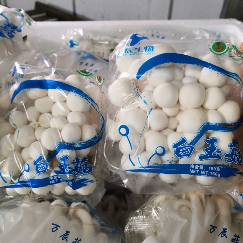 

Jamur shimeji white /1pack