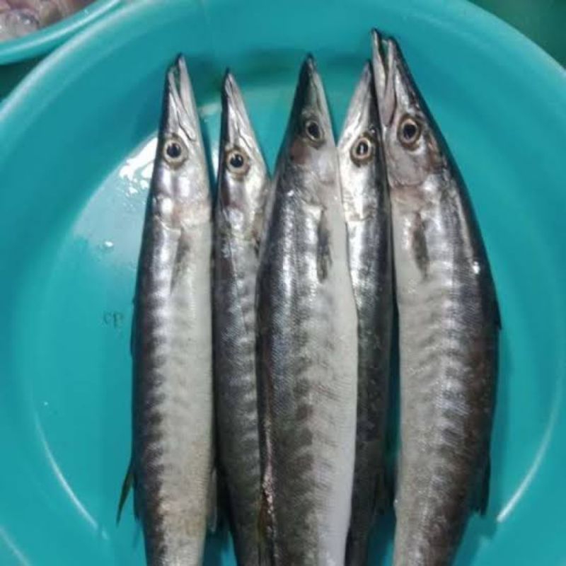 

ikan alu alu fresh segar - 1 kilogram