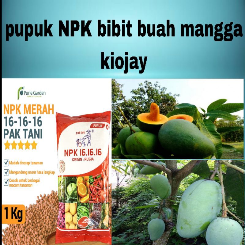 Bibit Buah mangga kiojay hasil okulasi  (SIAP BERBUAH)
