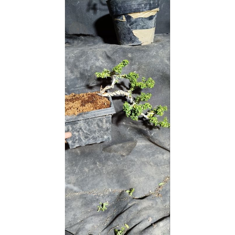 BONSAI SAENG SIMBUR THAILAND CASCADE