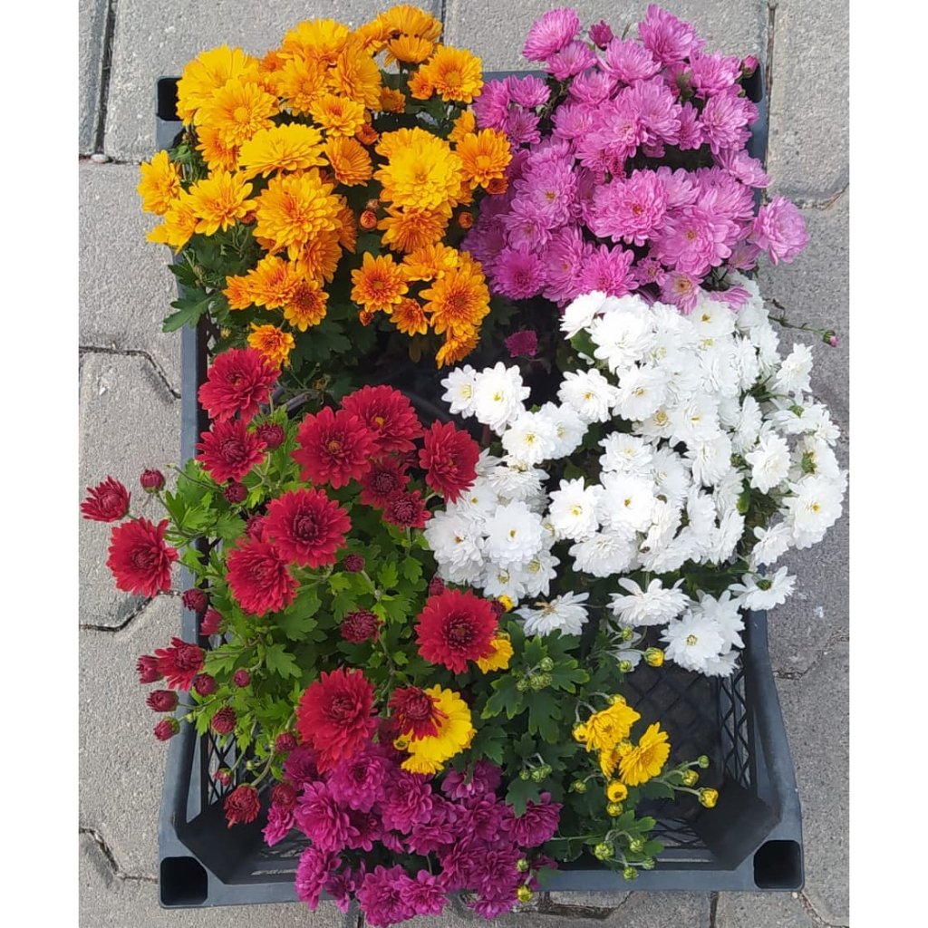 PAKET 10 BUNGA TANAMAN HIAS KRISAN ASTER SERUNI HIDUP | PROMO COD