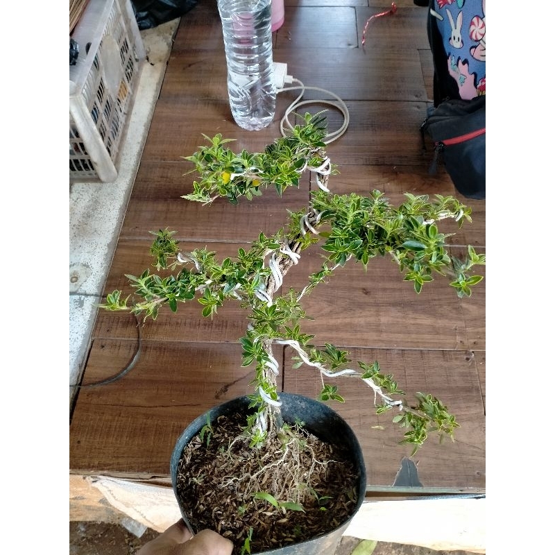 tanaman mirten bonsai lilitan kawat + pot + media tanam, mirten hijau