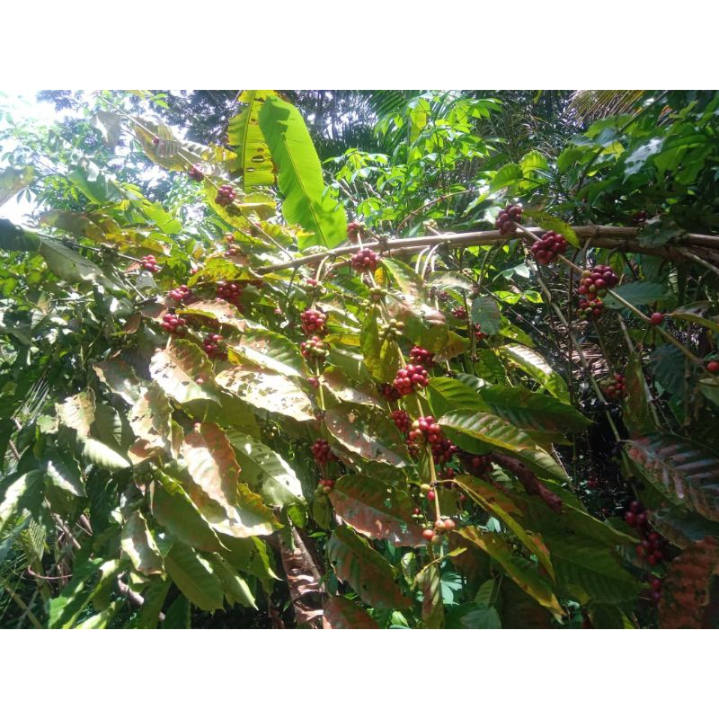 

BIBIT KOPI ROBUSTA BERBUAH LEBAT