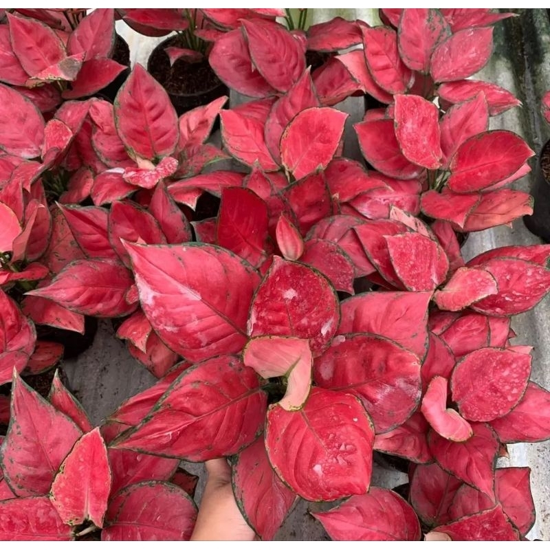 tanaman hias anakan aglonema red anjamani menor