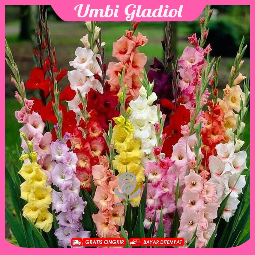 Umbi Bunga Gladiol - Bunga Radiul Paket 1 Kg Mix Warna