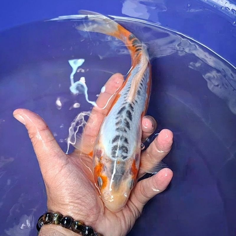 Ikan Koi Blitar Jenis Shusui / Rumah Koi Jakarta / kode 0015