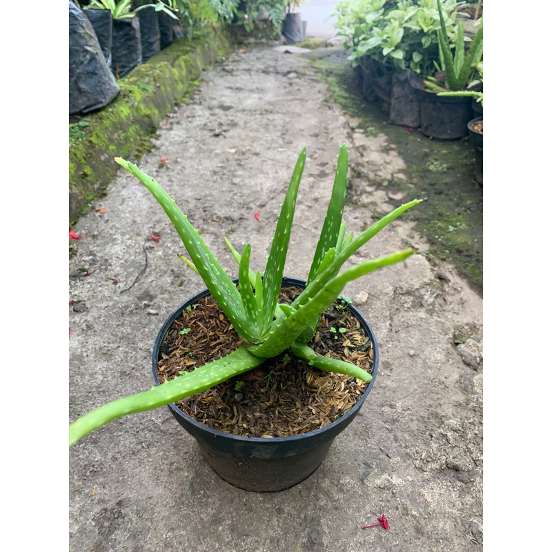 Lidah Buaya Bagus Buat Perawatan Rambut